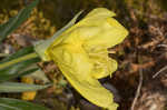 Bigfruit evening primrose